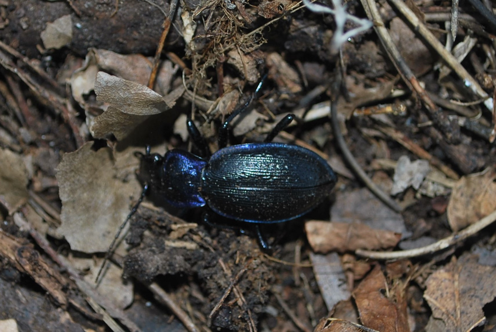Carabus problematicus - láncos futrinka