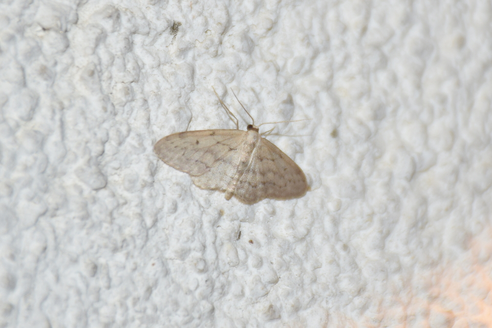 Idaea seriata - szürke apróaraszoló