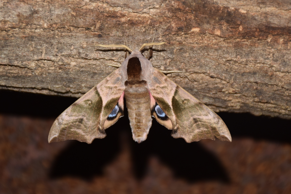Smerinthus ocellatus - esti pávaszem