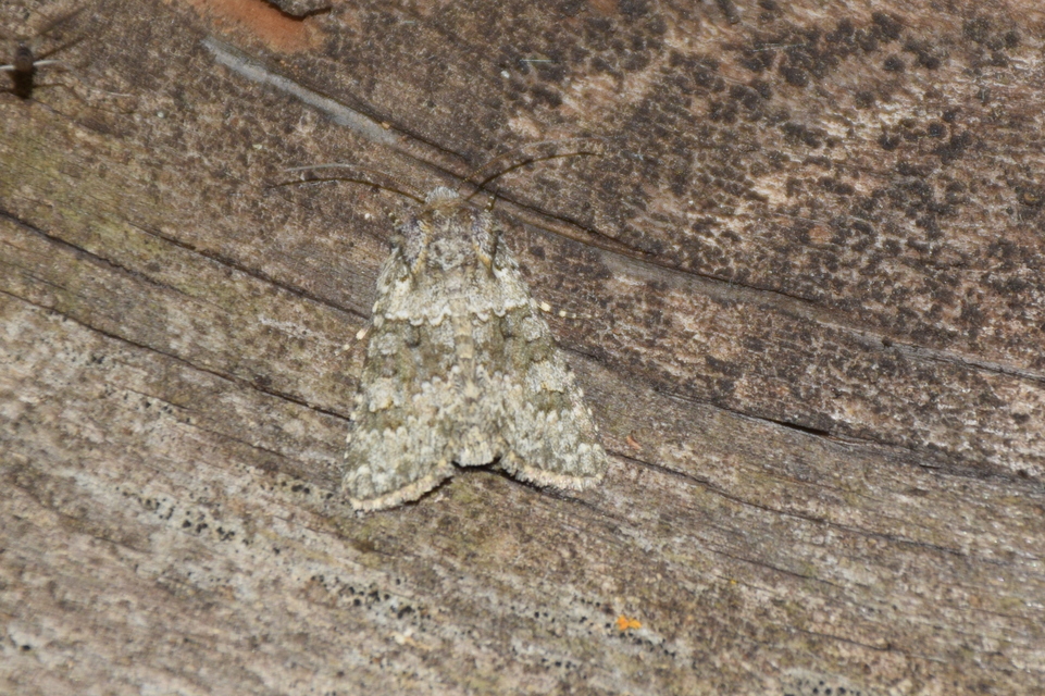 Hecatera dysodea - parajbagoly