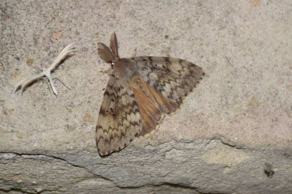 Lymantria dispar - gyapjaslepke