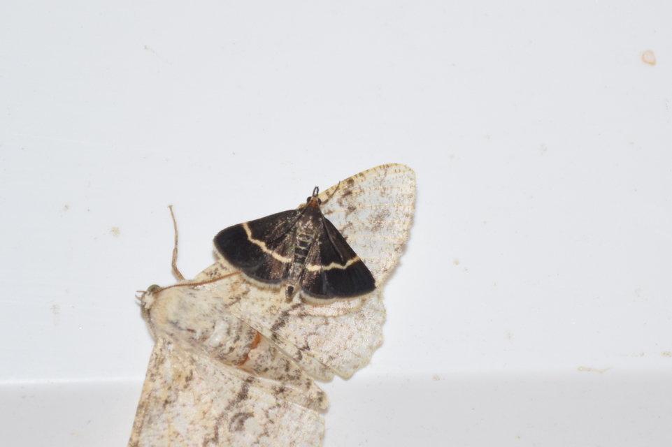 Pyrausta cingulata - fehéröves kormosmoly
