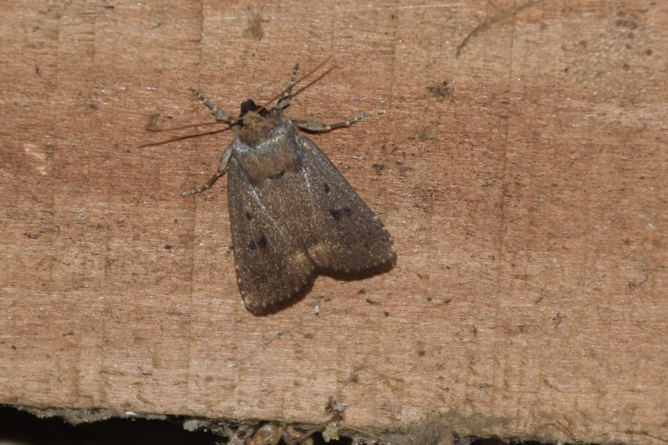 Amphipyra tragopoginis - bakszakállbagoly