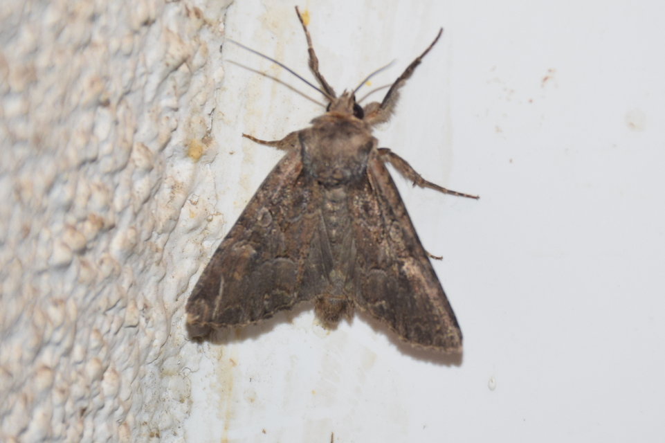 Lacanobia amurensis - homoki kertibagoly