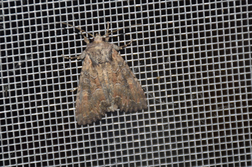 Lacanobia amurensis - homoki kertibagoly