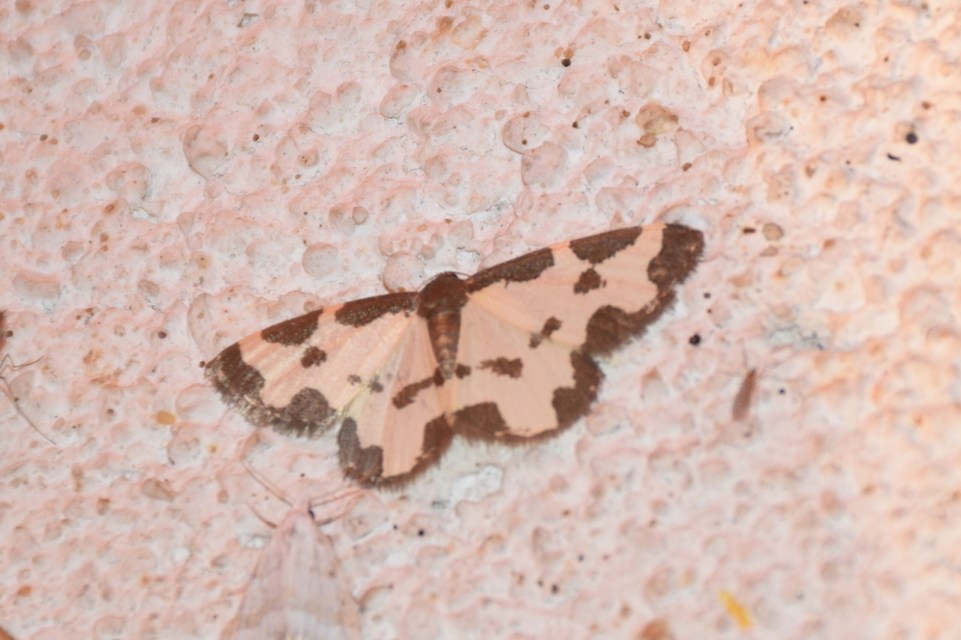 Lomaspilis marginata - szegélyes nyárfaaraszoló