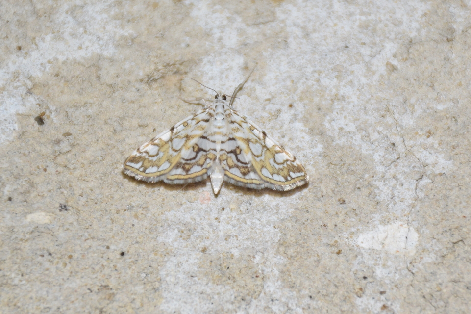 Elophila nymphaeata - tarka vízimoly