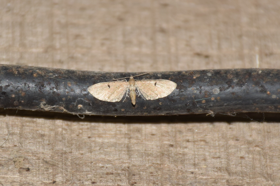 Eupithecia absinthiata - üröm-törpearaszoló