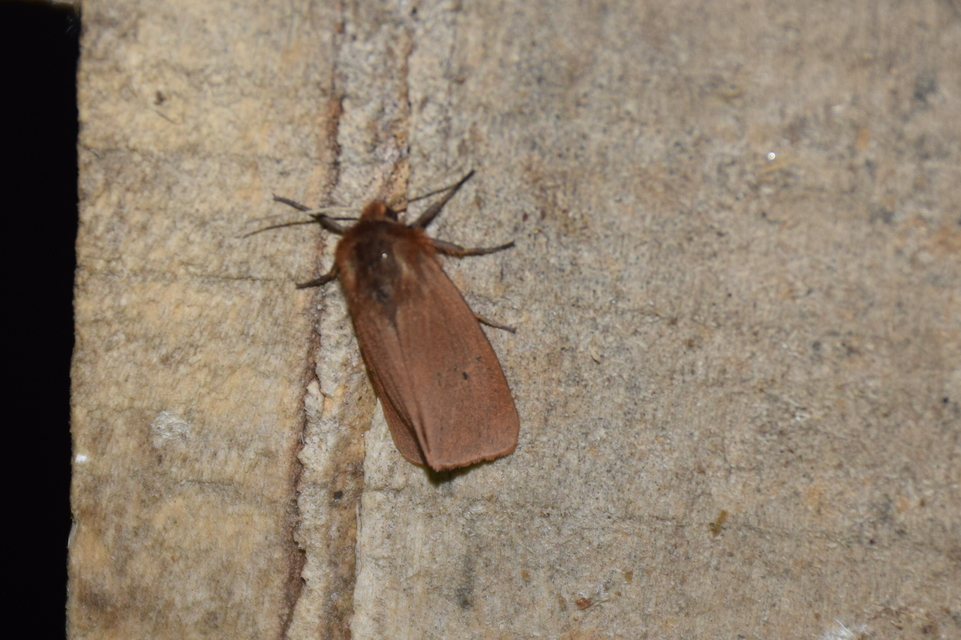 Phragmatobia fuliginosa - füstös medvelepke
