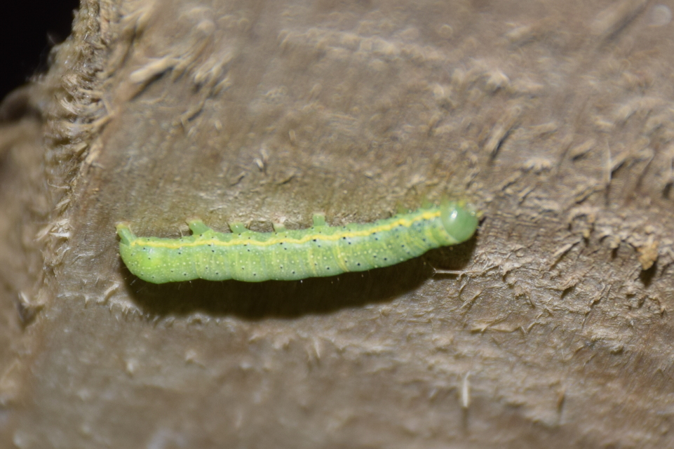 Lacanobia oleracea - saláta-kertibagoly