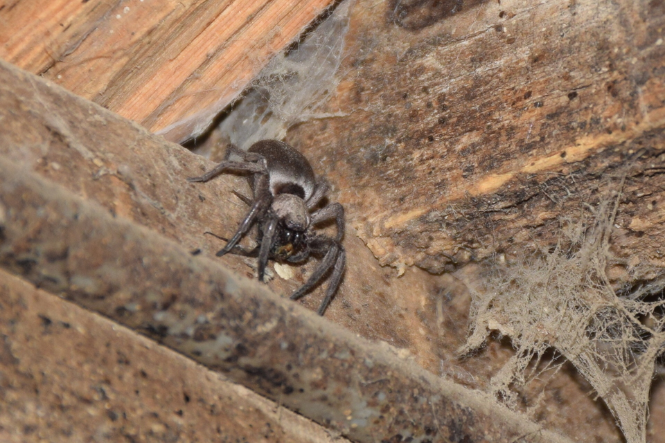 Gnaphosidae - kövipókok
