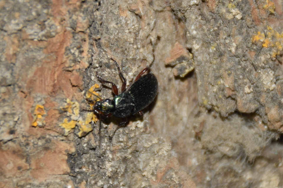 Poecilus cupreus - rezes gyászfutó