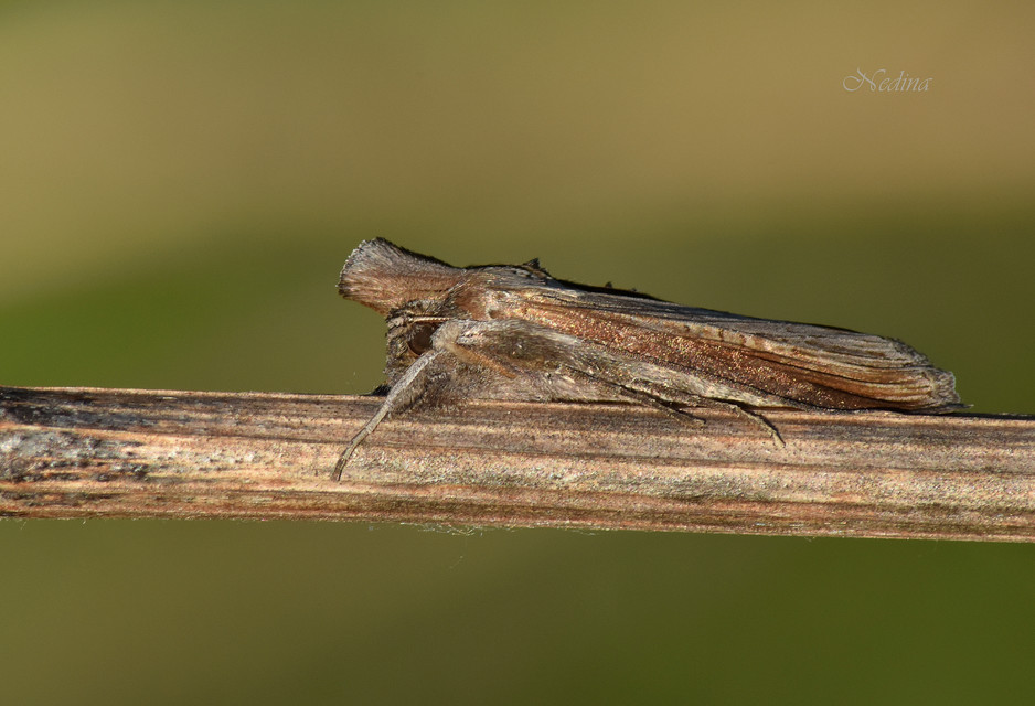 Cucullia asteris - őszirózsa-csuklyásbagoly