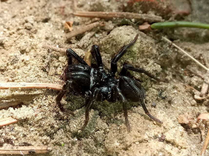 Atypus