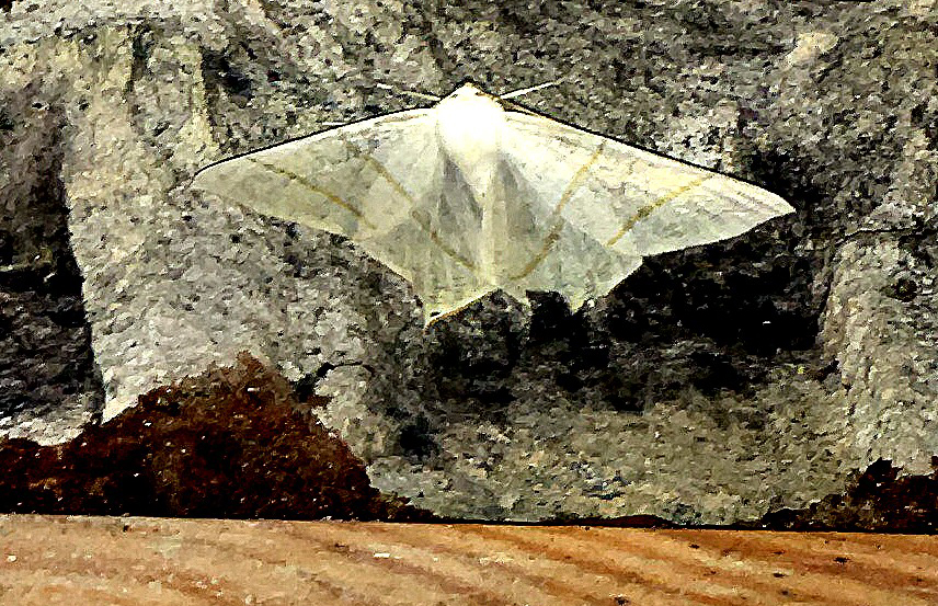 Ourapteryx sambucaria - fecskefarkú araszoló