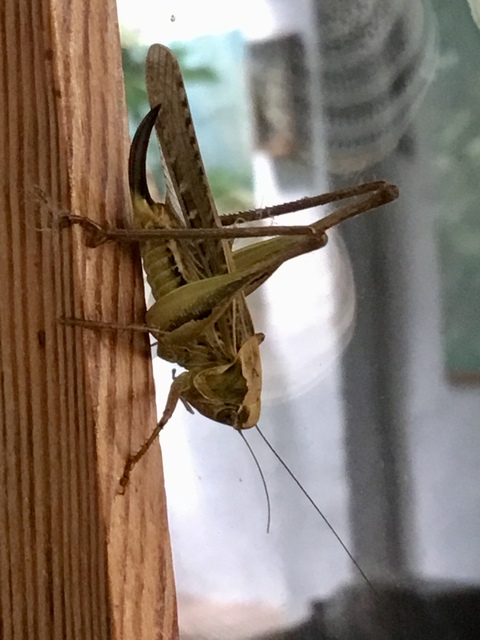 Platycleis affinis - púposhasú rétiszöcske