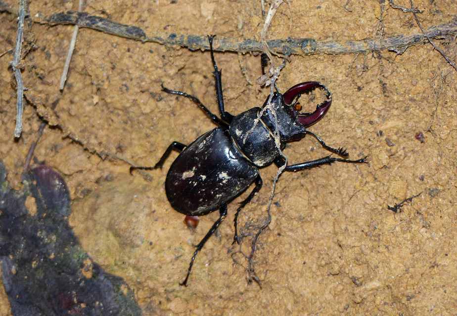 Lucanus cervus - nagy szarvasbogár