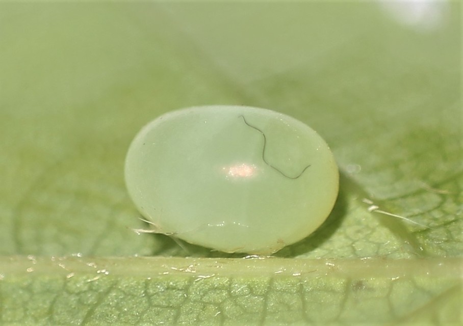 Marumba quercus - tölgyfaszender