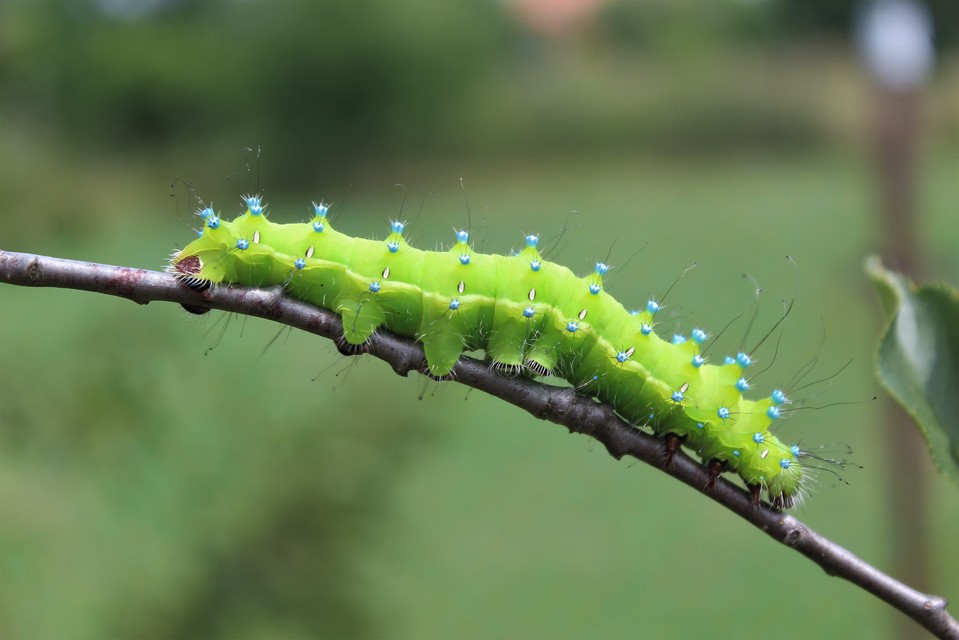 Saturnia pyri - nagy pávaszem