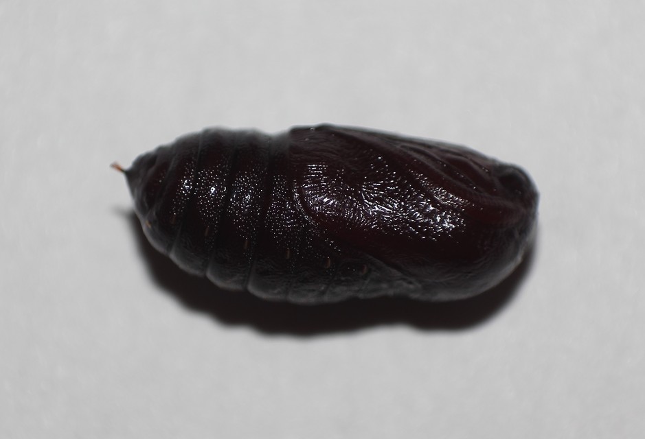 Diaphora mendica - felemás medvelepke