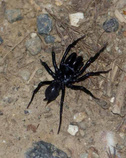 Atypus