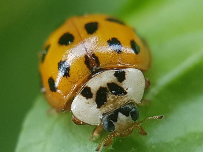 Harmonia axyridis - harlekinkatica