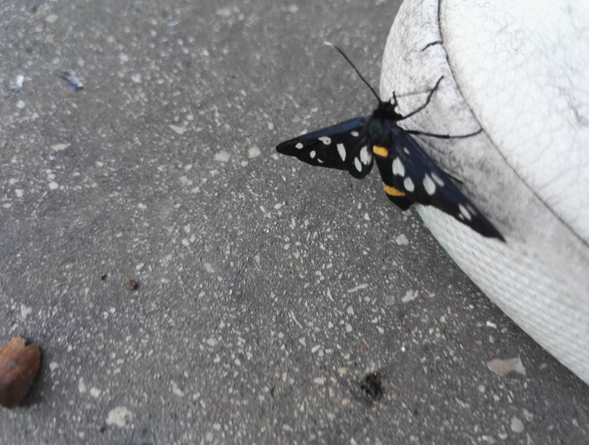Amata phegea - fehérpettyes álcsüngőlepke