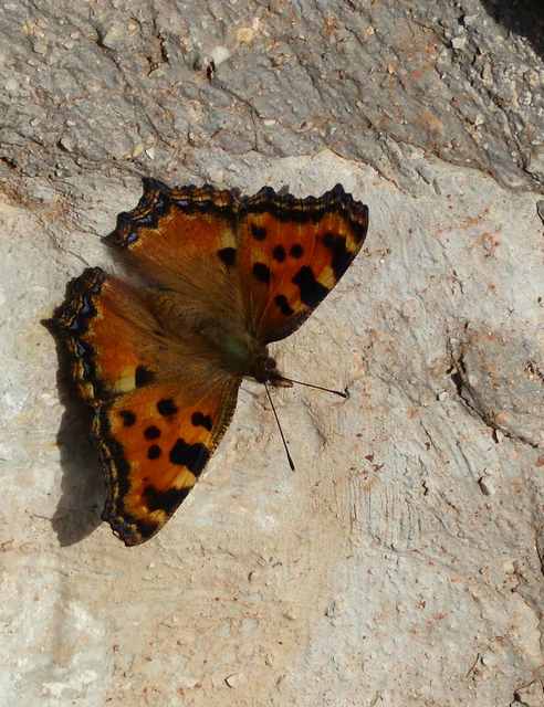 Nymphalis polychloros - nagy rókalepke