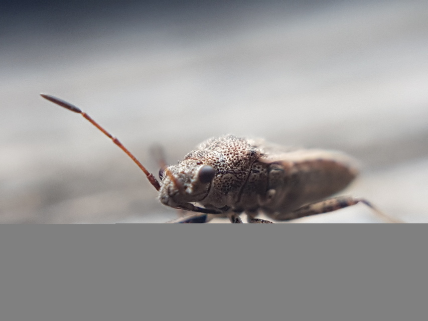 Ortholomus punctipennis - szőrös fényesbodobács