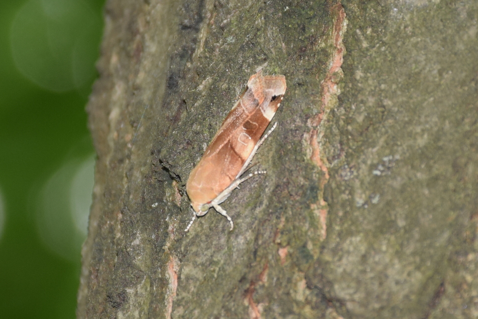 Noctua fimbriata - szélessávú sárgafűbagoly