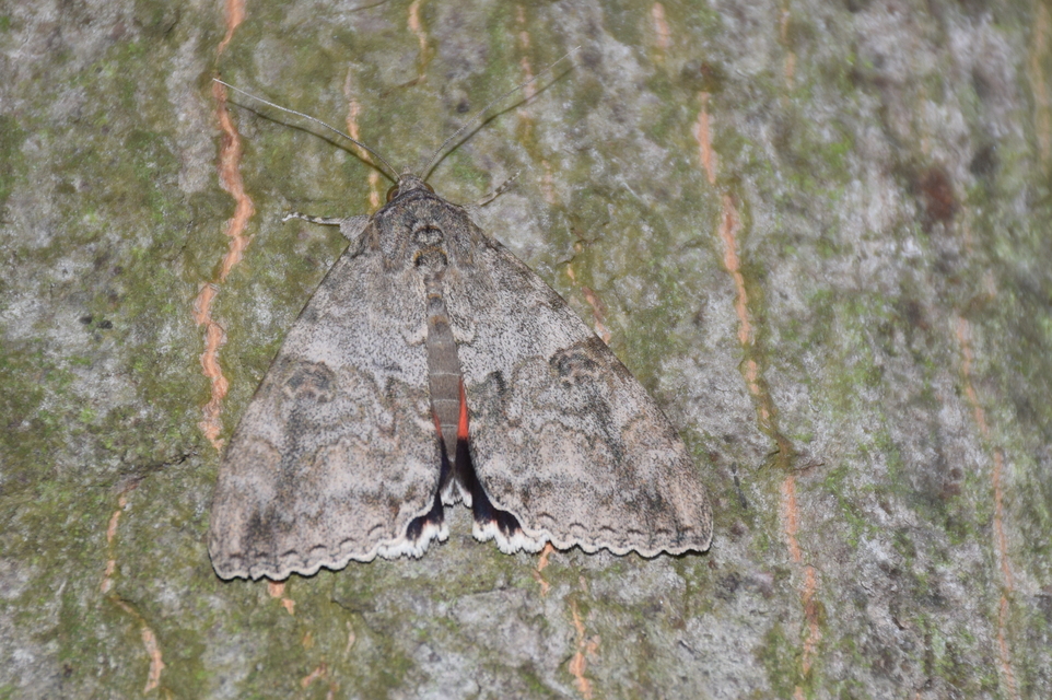 Catocala nupta - piros övesbagoly