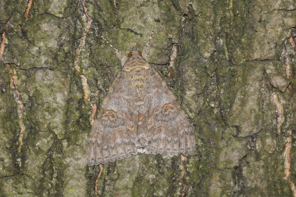 Catocala nupta - piros övesbagoly