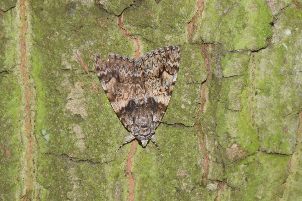 Catocala promissa - kis tölgyfa-övesbagoly