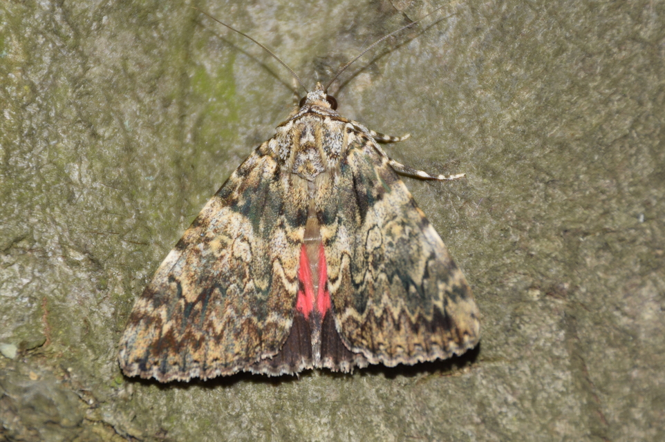 Catocala promissa - kis tölgyfa-övesbagoly