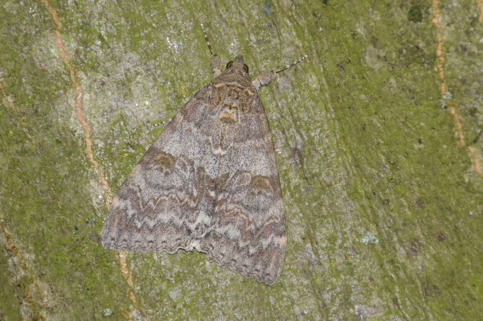 Catocala nupta - piros övesbagoly