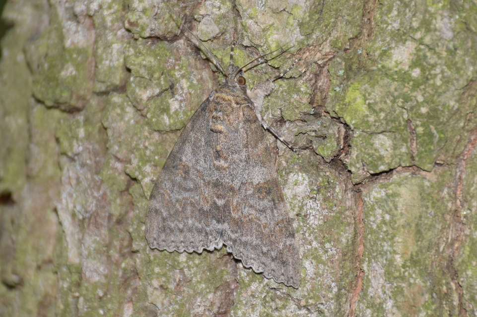 Catocala nupta - piros övesbagoly