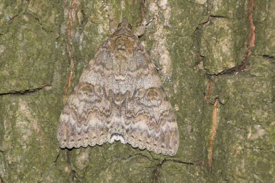Catocala nupta - piros övesbagoly