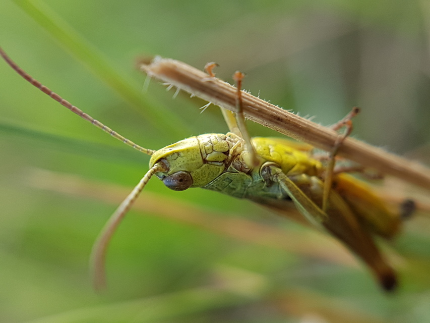 Pseudochorthippus parallelus - közönséges rétisáska