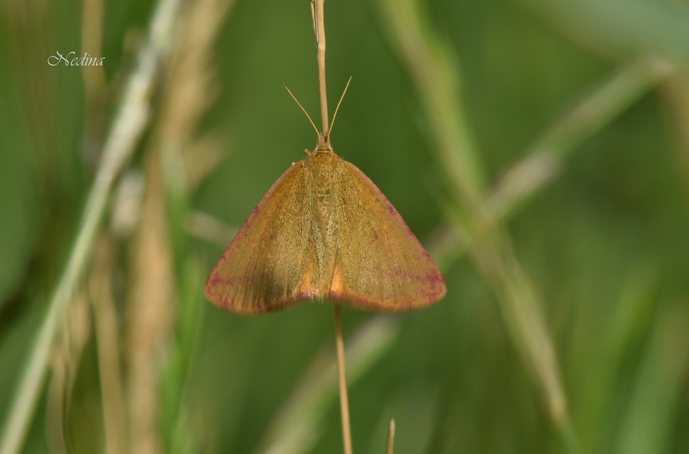 Lythria purpuraria - bíborsávos araszoló