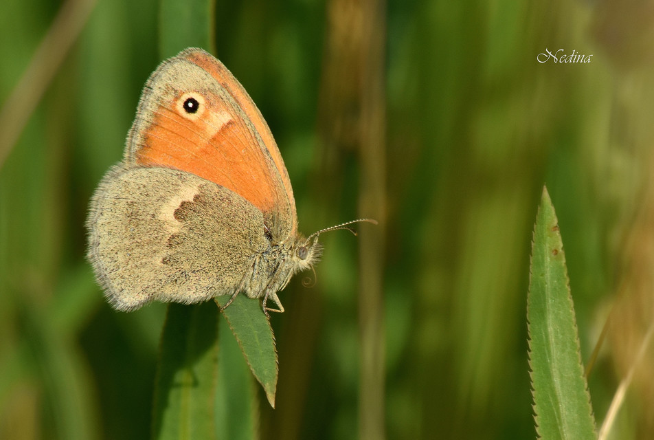 Coenonympha pamphilus - kis szénalepke