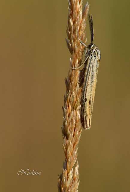 Spiris striata - csíkos molyszövő