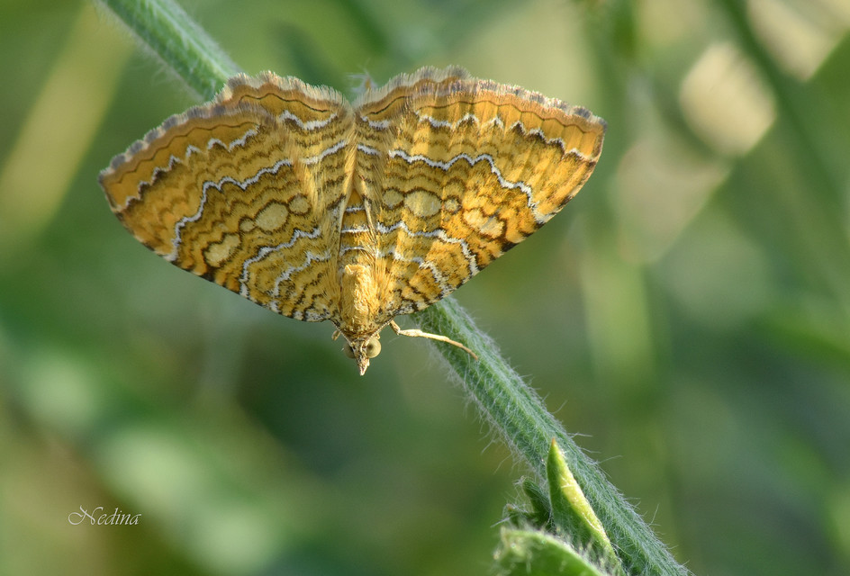 Camptogramma bilineata - kétvonalas sávosaraszoló