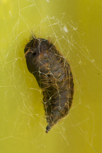 Lymantria dispar - gyapjaslepke