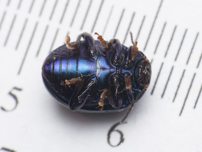 Chrysolina sturmi - vöröslábú levelész