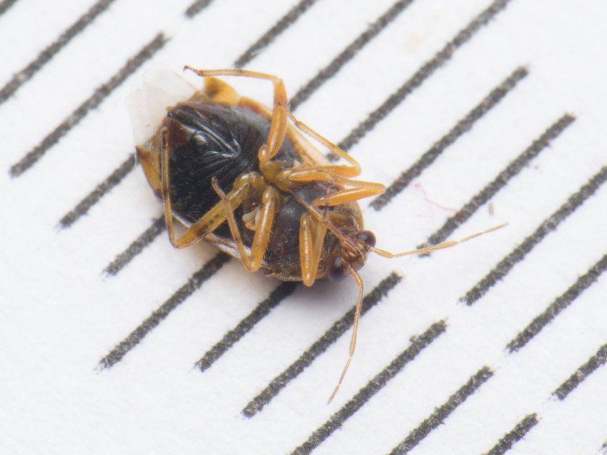 Deraeocoris lutescens - sárgás mezeipoloska