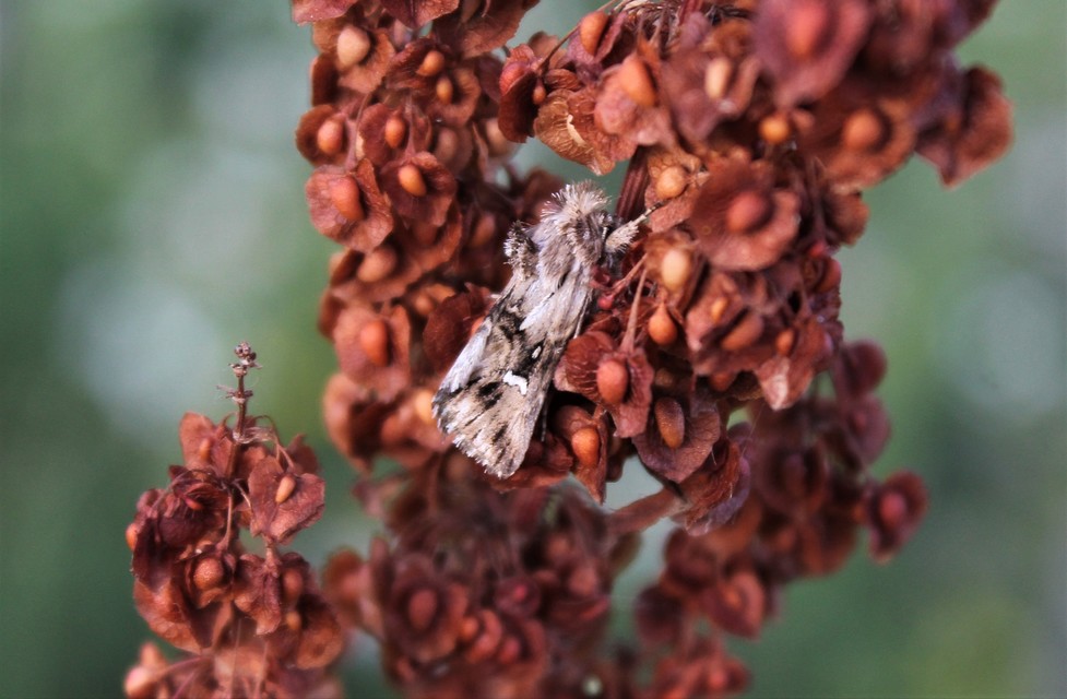 Calophasia lunula - gyújtoványfű-apróbagoly