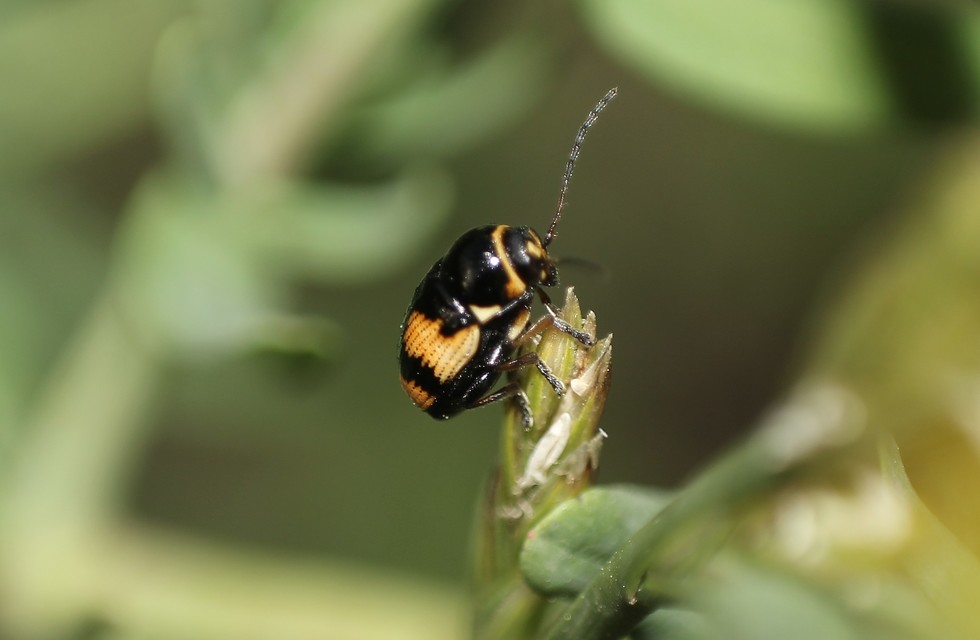Cryptocephalus moraei - közönséges zömökbogár