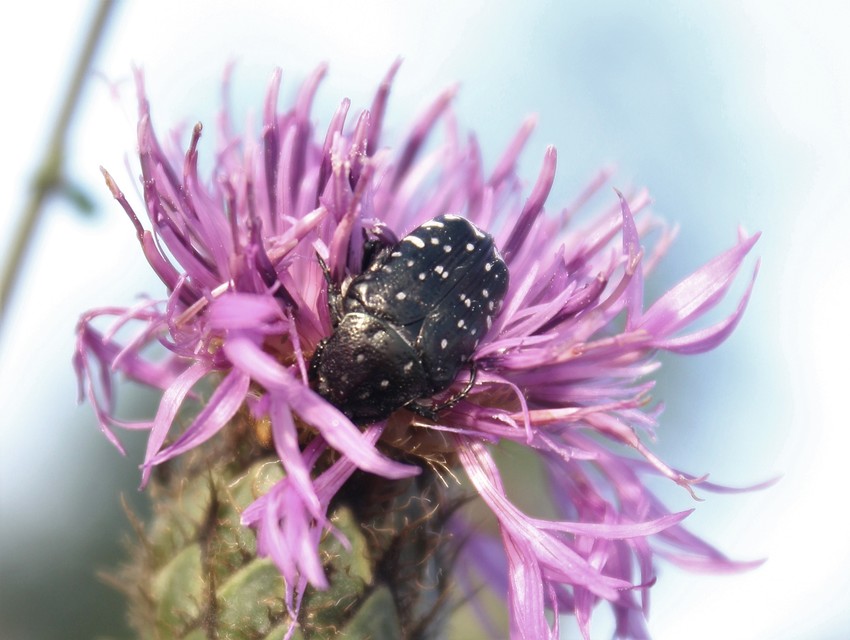 Oxythyrea funesta - sokpettyes virágbogár