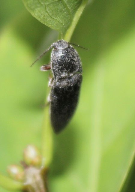 Melanotus