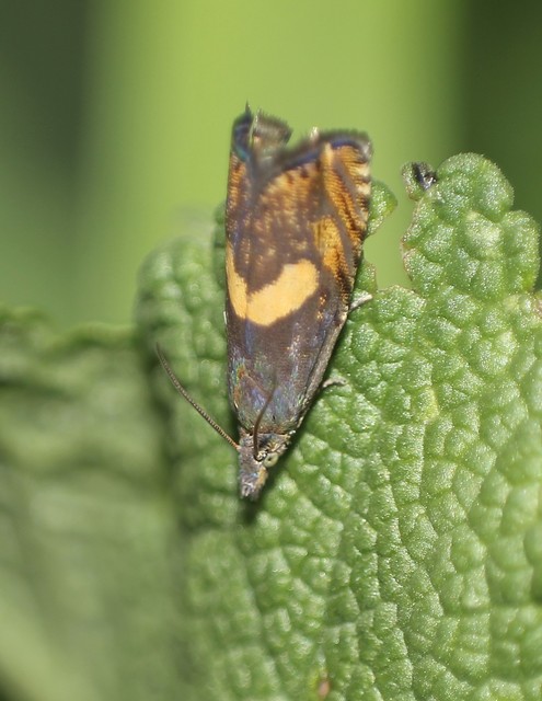 Dichrorampha petiverella - közönséges gyökérfúrómoly